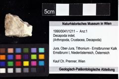 Foto (Objket + Etiketten) von Decapoda indet. 